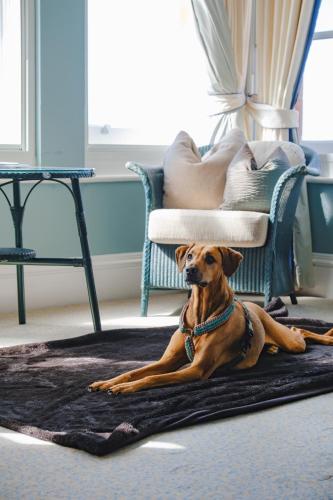 a dog laying on a rug in a living room at The Headland Hotel and Spa in Newquay