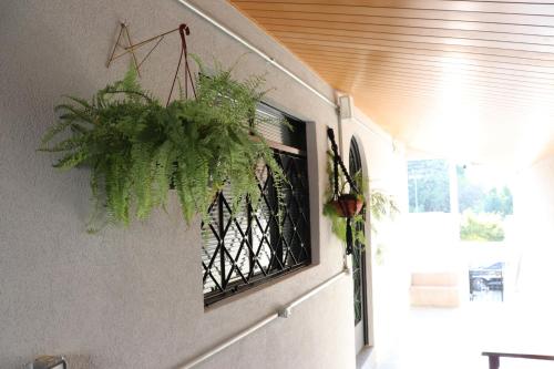 a plant hanging on a wall next to a window at HOSTEL ErreJota in Jaguariúna