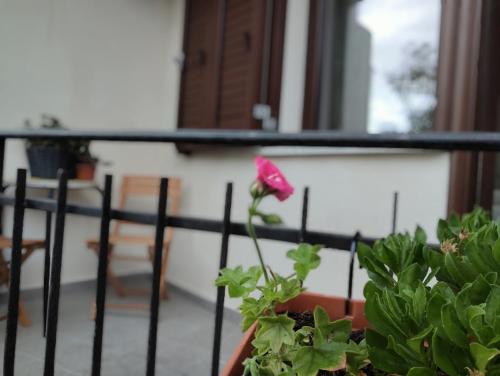 a pink rose in a pot on a balcony at B&b S'Erbei Niedda Guesthouse in Seùlo