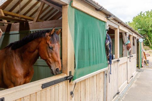 Altri animali domestici presso la casa vacanze o nei dintorni