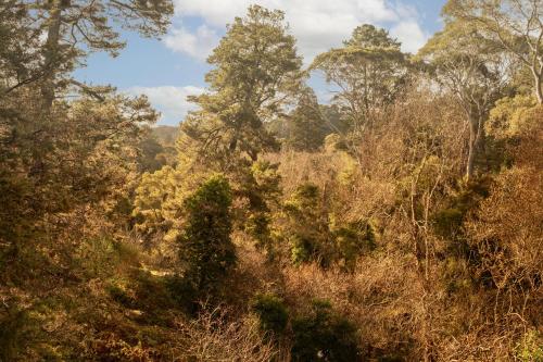 a view of a forest with trees and bushes at Hepburn Springs Motor Inn in Hepburn Springs