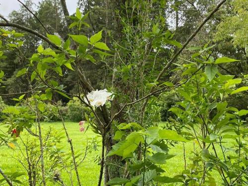 a white flower on a tree in a field at Sítio Gramado Sarapuí, lazer, conforto e diversão in Alambari