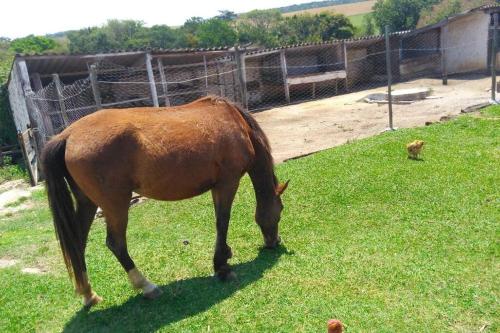 a brown horse grazing in a field of grass at Sítio Gramado Sarapuí, lazer, conforto e diversão in Alambari