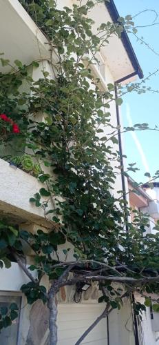 a plant growing on the side of a house at Alojamento local Os Maias in Mirandela