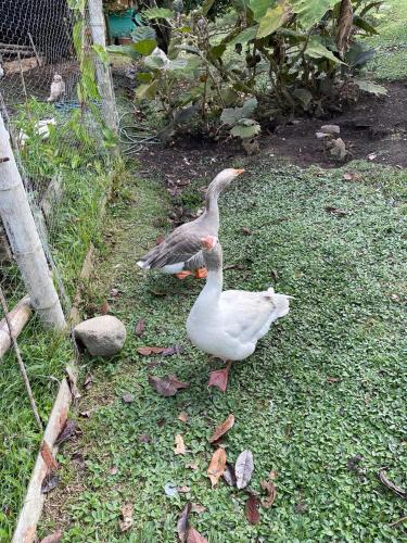 two birds standing on the grass near a fence at Hermosa Casa Campestre en el Lago Calima in Madroñal