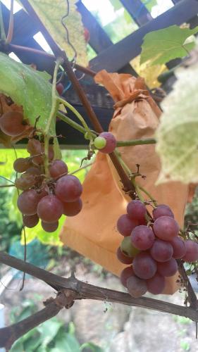 a bunch of grapes hanging from a tree at ガーデンリゾート 潮美庵 in Hatsukaichi