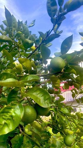 a lime tree with green fruits on it at ガーデンリゾート 潮美庵 in Hatsukaichi