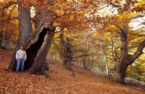 a man standing next to a large tree at Toros de Guisando in El Tiemblo