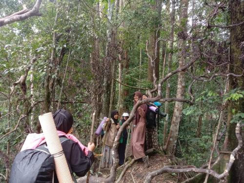 a group of people walking through a forest at Sawah Resto Bungalow & Jungle Trekking in Bukit Lawang