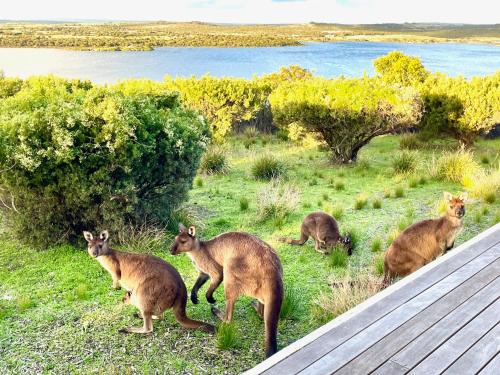 Animales en la casa o chalet o alrededores