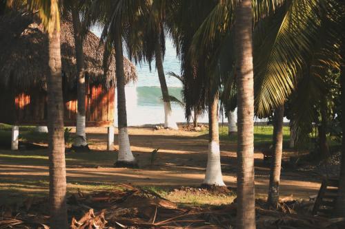 a group of palm trees in front of the ocean at Apartment Lodge Tres Palmas. Apartment #1 in Temalhuacán