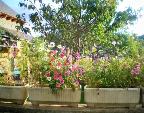 a group of potted flowers in pots on the ground at La Casa De Luis in Castiello de Jaca
