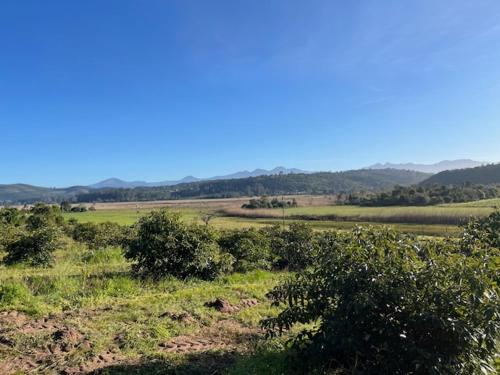 un campo con arbustos y árboles en un campo en Rushmere Cottage, en Sedgefield