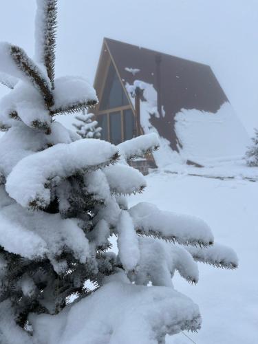 a snow covered pine tree in front of a house at IN CLOUDS RESORT Byurakan in Antarut