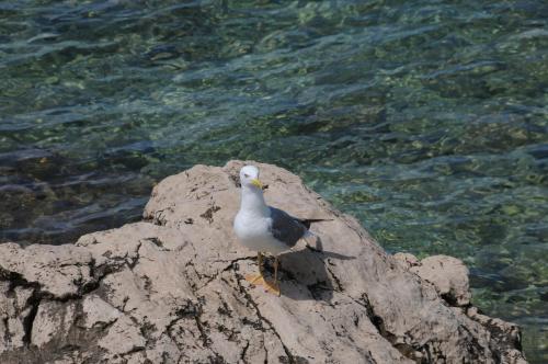 a bird standing on a rock near the water at Harmony Drasnice in Drasnice