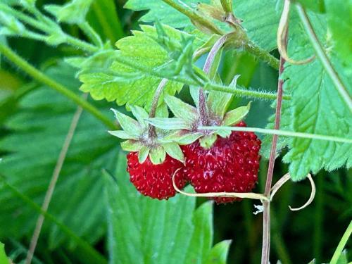 a bunch of red strawberries on a plant with leaves at Inn Serendipity Eesti in Jaagupi