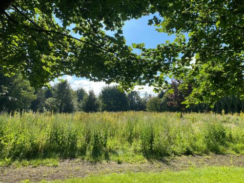 un prato di erba alta con alberi sullo sfondo di NEU! Luxus Apartment a Salgen
