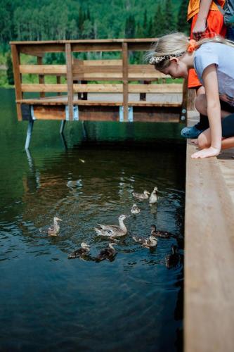 a young child looking at ducks in the water at Wanderlust Suite in Brighton