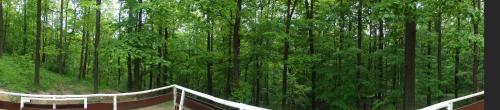 a forest of tall trees with a tent in the foreground at Planinska kuća Bukulja in Arandjelovac