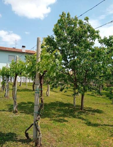 Zahrada ubytování La Cjase di Pieri e Vilme