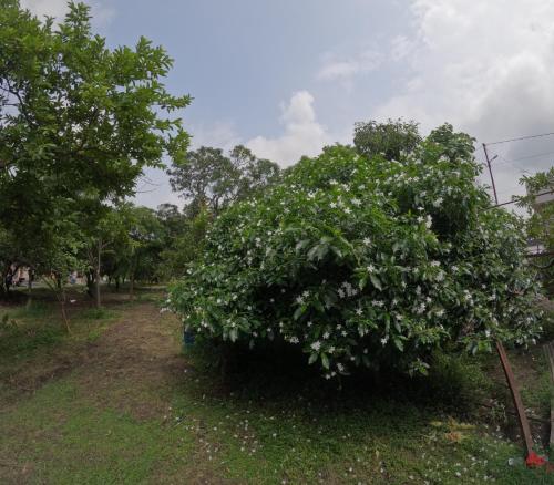 a large tree with white flowers on it at Bagicha farmstay - Near Jolly Grant Airport in Doiwāla