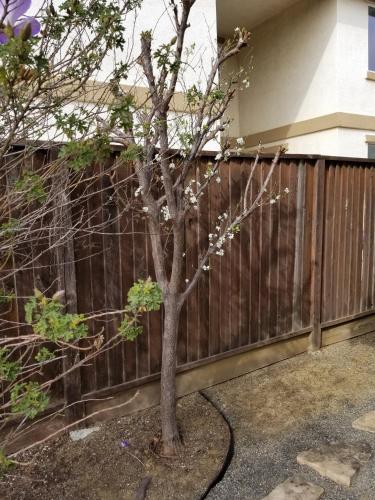 a tree in front of a wooden fence at Comfort and Style Queen bedroom in Vacaville