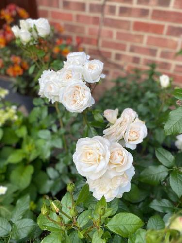 a group of white roses in a garden at Garden flat in London in London