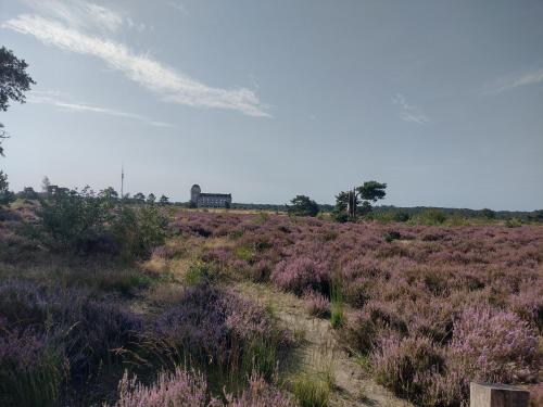 a field of purple flowers with a building in the background at Blissful in Hoenderloo