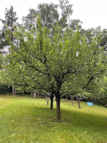 Taman di luar Chata nad řekou Otavou