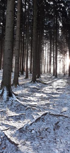 a snow covered path in a forest with trees at Rancho u Bolka in Miedzygorze