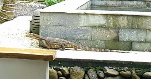 a lizard is laying on a ledge at Mi Casa - The gem of Ijen in Banyuwangi