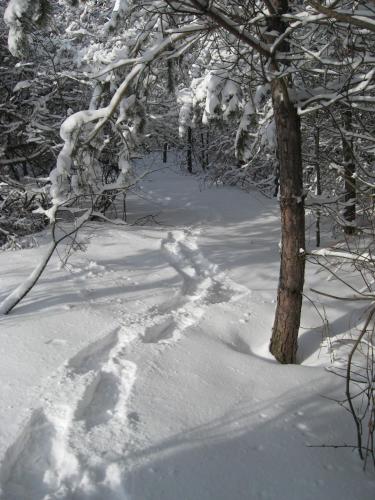 Nottawasaga Hideaway Bed and Breakfast durante l'inverno