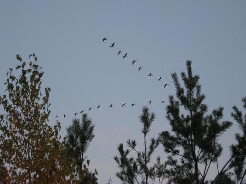 Foto dalla galleria di Nottawasaga Hideaway Bed and Breakfast a Collingwood