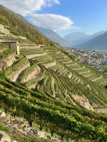 a vineyard on a hill with a city in the background at Valtellinda in Bianzone