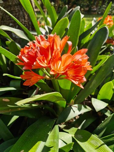 a red and orange flower with green leaves at Heavenly Hideaway Accommodation in Kampersrus AH