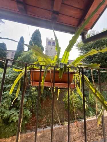 a plant in a pot hanging from a window at The Queen Tower in Desenzano del Garda