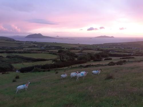 a group of sheep standing on a grassy hill at Gleann Loic Farmhouse in Dingle