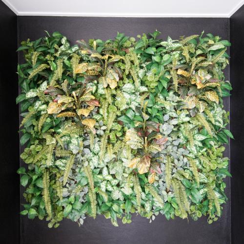 a wall with a bunch of green plants at Riviera Mackay in Mackay