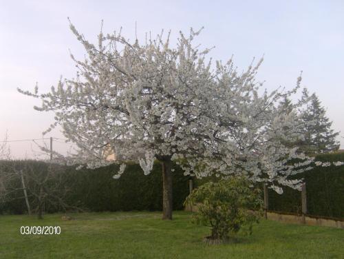 a tree with white flowers on it in a yard at Nuitée ZEN in Montigny-le-Chartif