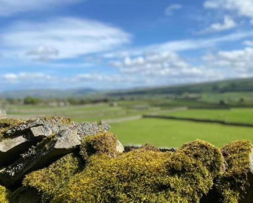 a lizard sitting on top of a pile of moss at Middle House - Wensleydale, Yorkshire Dales in Askrigg
