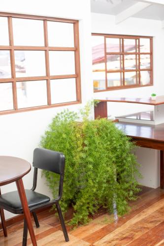 a green bush sitting next to a desk and a chair at Solara Art Hotel by Amak in Cusco