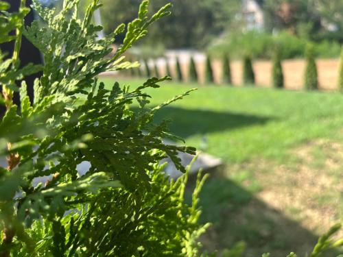 a green bush in a yard with a fence at HARIZMA LUX Banja Vrujci in Popadić