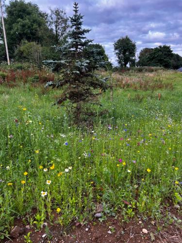 a field of flowers with a tree in the middle at LITTLE ROCK RETREAT Log Cabin with Hot Tub in Westmeath