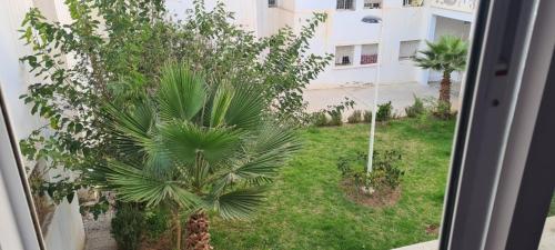 a view of a palm tree from a window at Le Familial in Riffiene