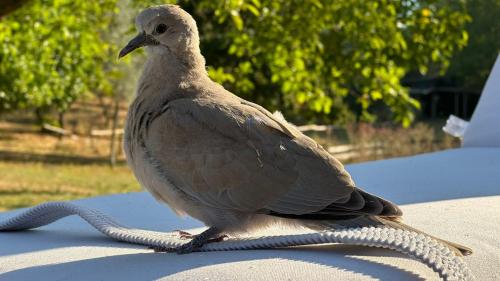 a bird sitting on top of a table at Borgo San Michele Incisa Tuscany in Incisa in Valdarno