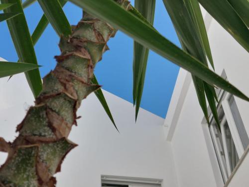 Casa do Patio