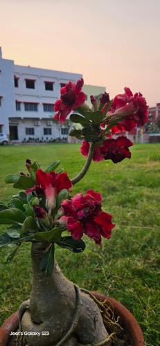 a vase filled with red flowers in a field at Panihati Village in Pānihāti