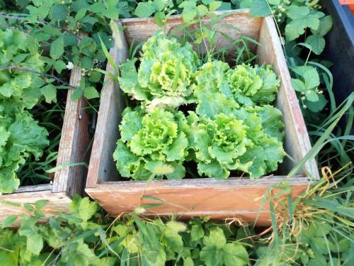 Un jardín fuera de 4noci