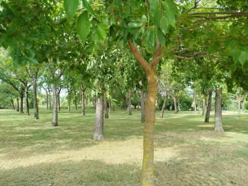 a row of trees in a park with green grass at B&B Il Boschetto in San Martino del Lago