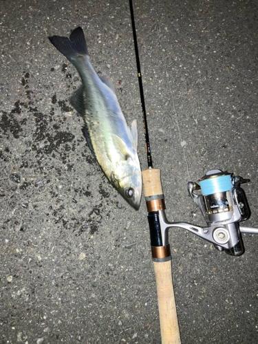 a fish is hooked up to a fishing pole at おれっちのひみつきち2 in Yaizu